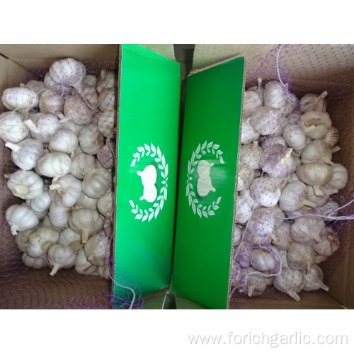 Normal White Garlic New Crop Fresh 2019